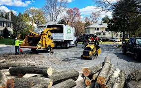 Best Arborist Consultation Services  in Lyndonville, VT