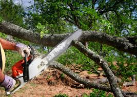 Best Stump Grinding and Removal  in Lyndonville, VT