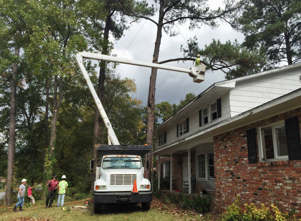 Best Tree Disease Treatment  in Lyndonville, VT