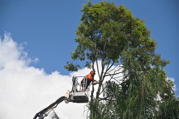 Best Hazardous Tree Removal  in Lyndonville, VT